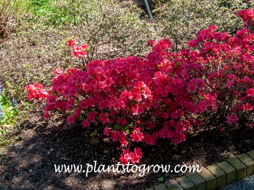 Bixby Rhododendron 
(early May)